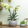 Mexico orchidee geel